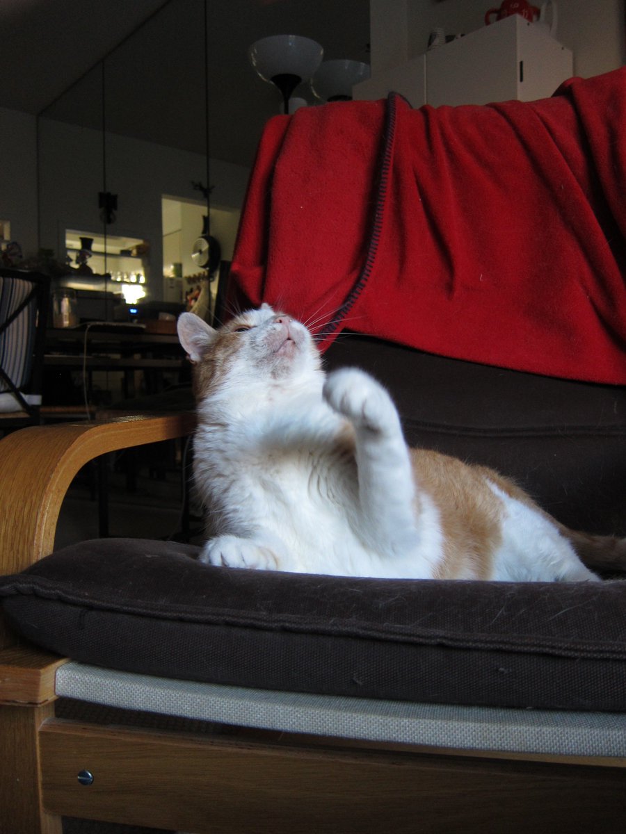 ShowMeTheTuna's tweet photo. What the...? Ahhhh! Attack of the space monster hand! #catsoftwitter #toothlesscat #chewtoy https://t.co/M3EeETkyP3