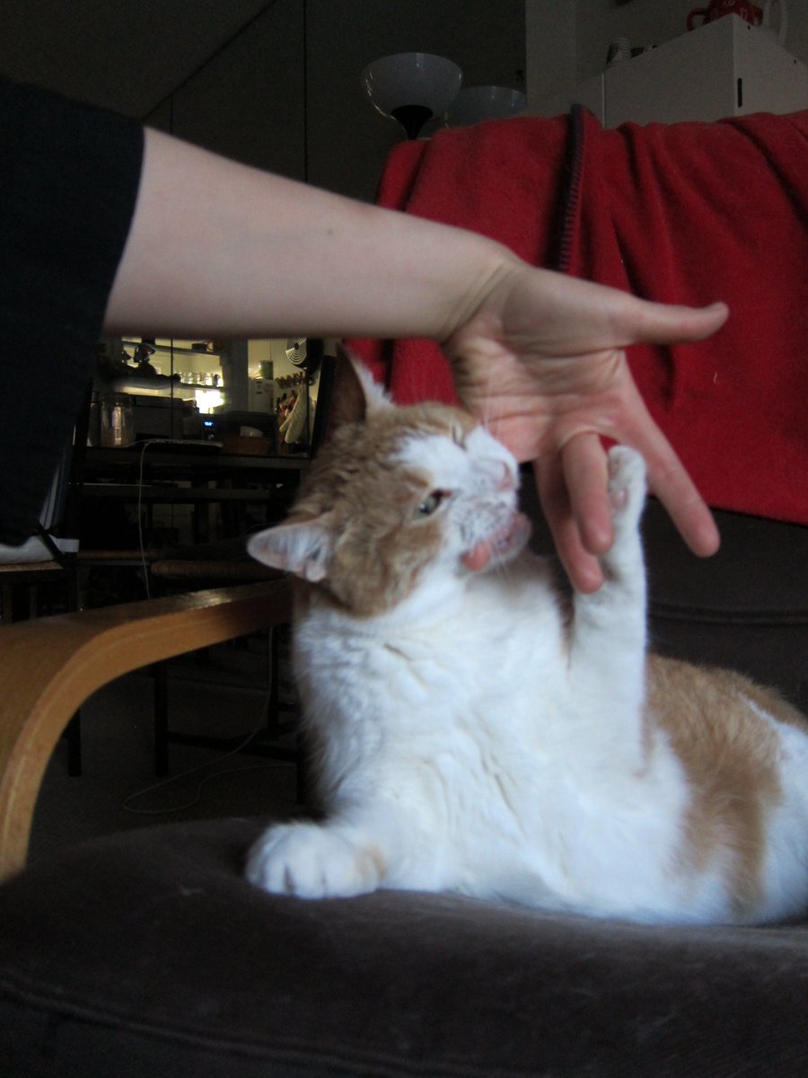 ShowMeTheTuna's tweet photo. What the...? Ahhhh! Attack of the space monster hand! #catsoftwitter #toothlesscat #chewtoy https://t.co/M3EeETkyP3