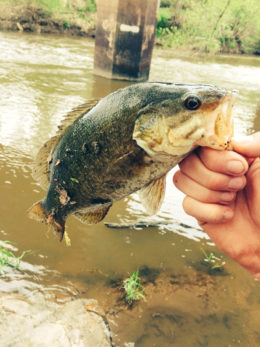 TrophyHunting2's tweet image. And another day of slaying fish!! Caught over 20 bass!! That’s how the Trophy Hunters do it!! Follow us on our journey to catch the biggest bass in the river this summer!!