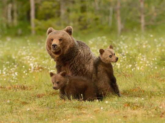 Mama Bear II