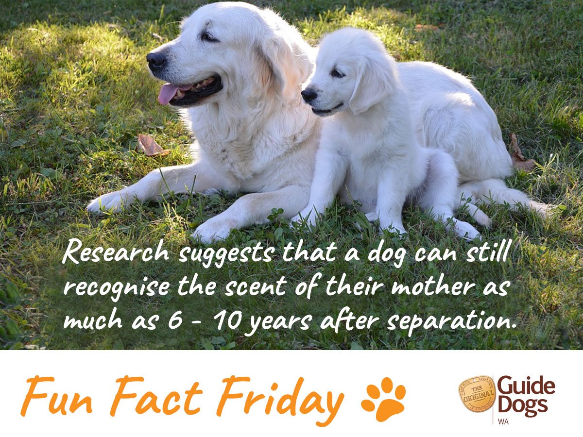 guidedogswa's tweet photo. https://t.co/SjMKwhdrG9
#GuideDogsWA #GuideDogs #perth #funfactfriday https://t.co/l8PtVyHsm3