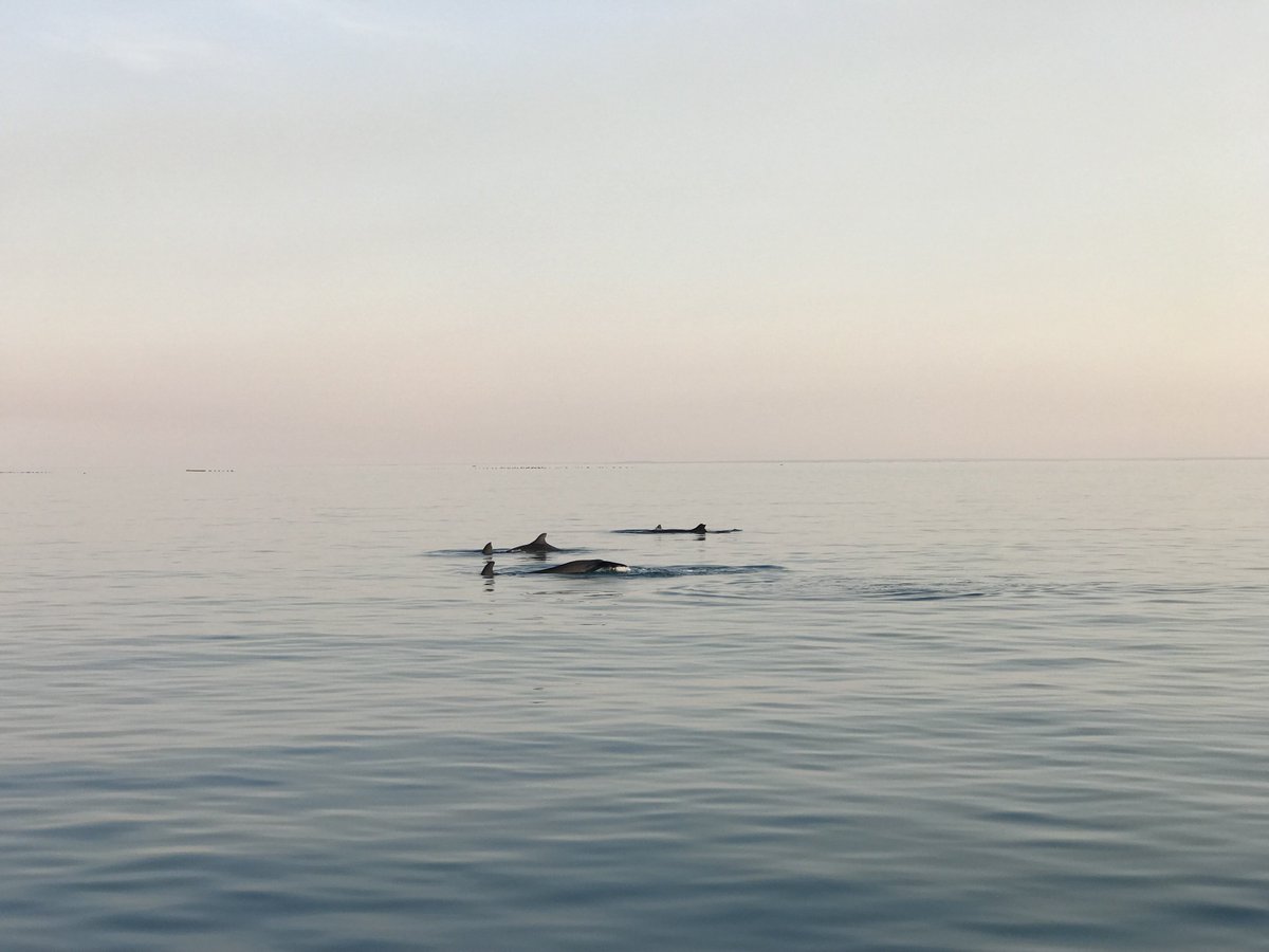 KMRS2009's tweet photo. What a spectacular evening. False killer whales at sundown. https://t.co/PLGIBSBO1V