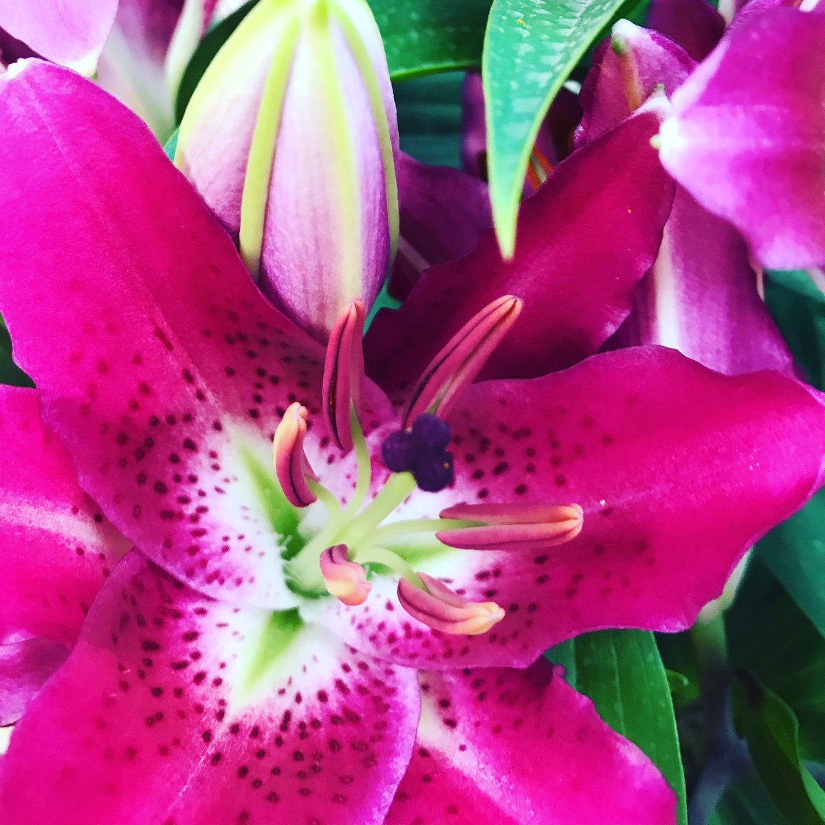 soulzensuzie's tweet image. “Happiness radiates like the fragrance from a flower and draws all good things towards you.” Maharishi Mahesh Yogi
Invite love into your epic, mindful space...flowers are always a beautiful choice. 💜 #homesweethome #epic #mindfulspace #feelgood #function #flow