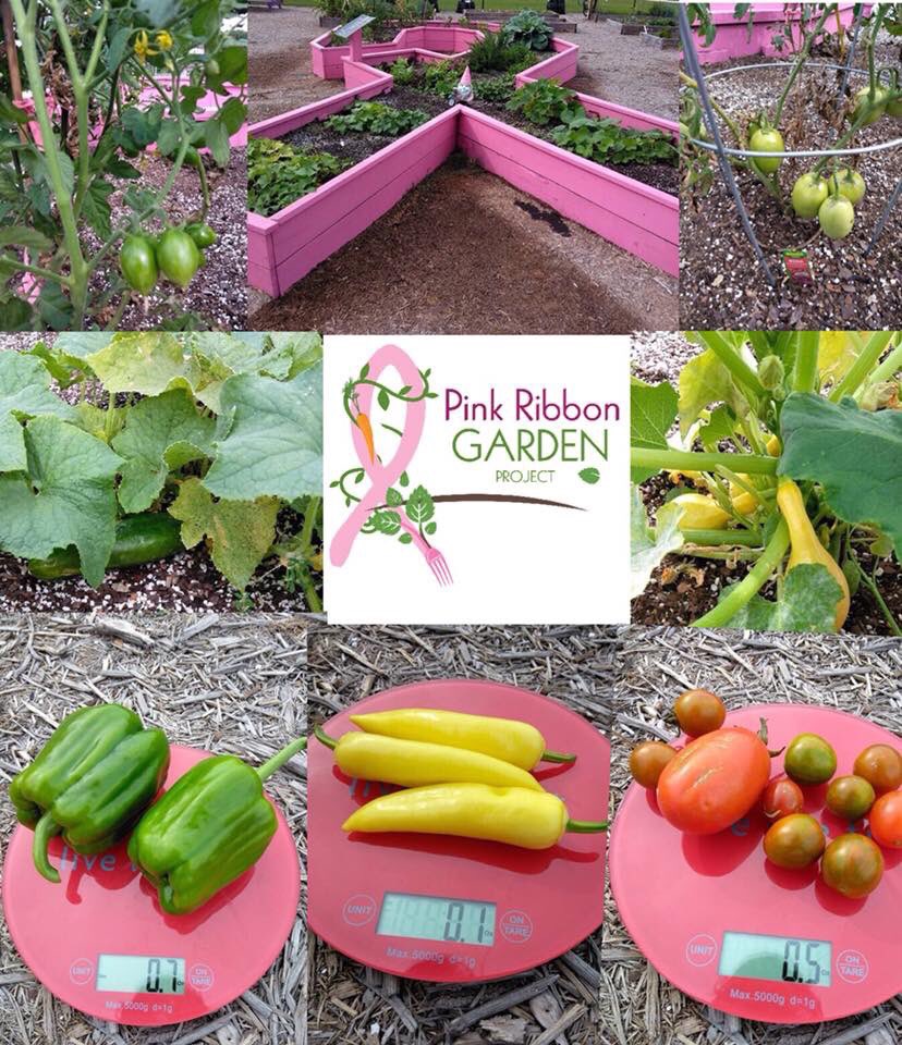Another beautiful harvest by our survivor Gardeners today. Beautiful, delicious, free and healthy! #greenisthenewpink