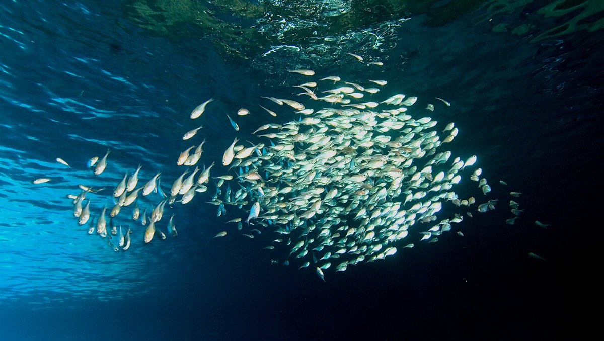 no.183 ラピスの海とスイミーみたいな魚 no.183 ラピスの海とスイミーみたいな魚