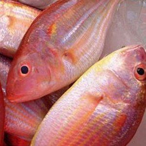 KUnavu's tweet image. Buy premium quality Fishes &amp;amp; Prawns from the CHENNAI&apos;s Leading Online Fishmarket.

Browse Our Range of Fresh Fishes, Prawns &amp;amp; Order Online at kadalunavu.com or Call us on 1-800-300-00638. LIVE Chat Support. 

FREE DELIVERY.  Get 10% discounts also!