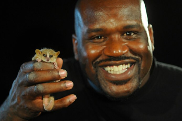 Shaq holding a small marsupial.