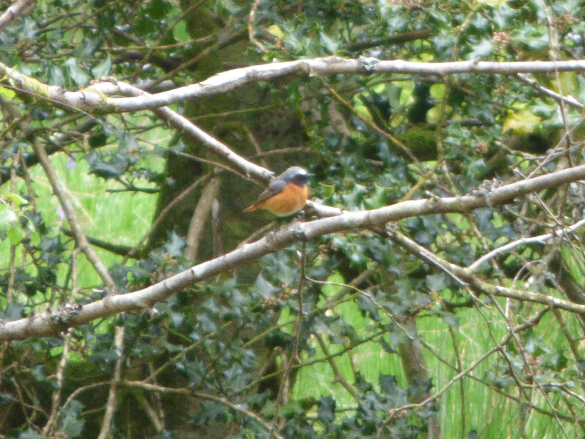 Redstarts  showing well from the Lower hide,Nagshead rspb.Glousetershire.