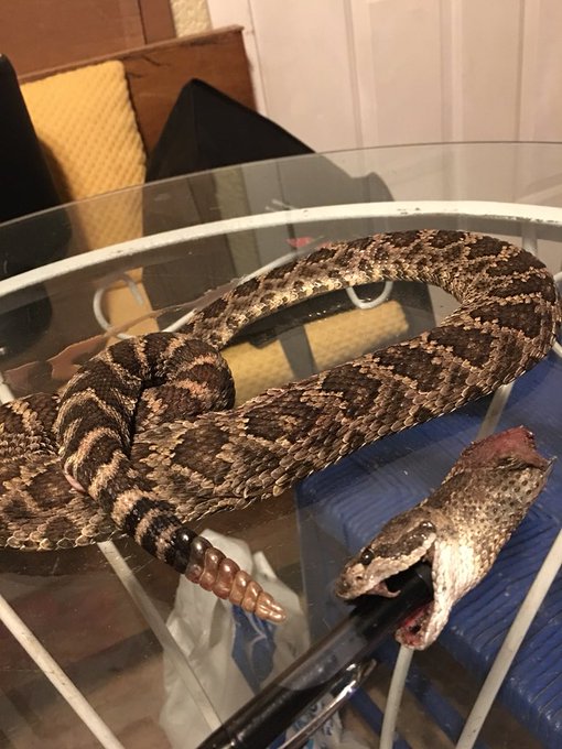 This was in my yard and almost got my dog. https://t.co/Bv9yr2DLpD<a href="/tag/thongthursday"class="tags"><span>#thongthursday</span></a><a href="/tag/girlsnightout"class="tags"><span>#girlsnightout</span></a><a href="/tag/boobs"class="tags"><span>#boobs</span></a><a href="/tag/publicflashing"class="tags"><span>#publicflashing</span></a>