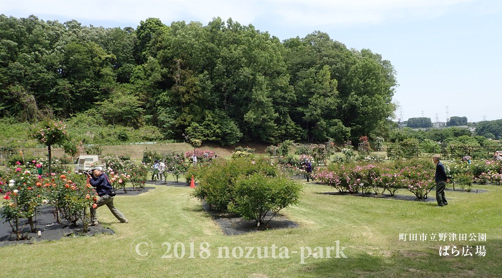 町田市立野津田公園 ばら広場のバラが見頃を迎えました 例年に比べかなり早い開花となっております 平日にも関わらず大勢の来園 者の方々で賑わいをみせています 今週末は更に多くの方々がご来園されると思います 皆様のご来園を心よりお待ちしており