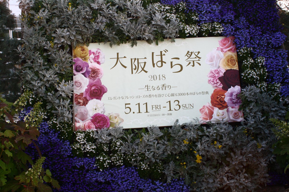 Evelyn 咲くやこの花館 大阪ばら祭り ヒマラヤの青いケシ 満開でした 別名 メコノプシス ベトニキフォリア ブルーポピー 花言葉 果てない魅力を称える 恋の予感 神秘的