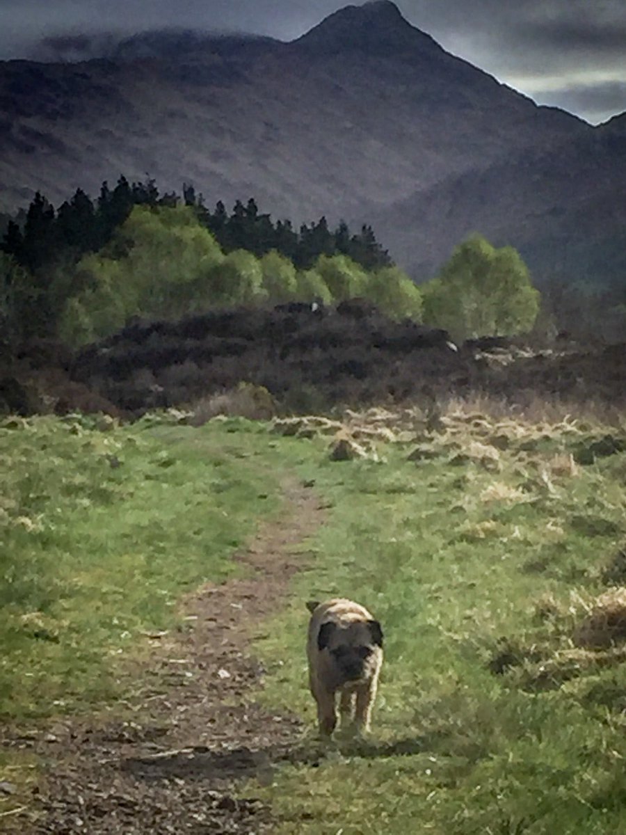 Maggie_the_BT's tweet photo. Morning snooter around my usual route #ariundle #ardnamurchan https://t.co/PdFuACDzOo