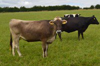 LKLServices's tweet image. We&apos;re looking for a #Herdsperson #ArableOperator for a 100 cow #farm in Beverley #Yorkshire 🐄🐄Find out more 👉👉goo.gl/gWt24w #farmjobs #farming #teamdairy