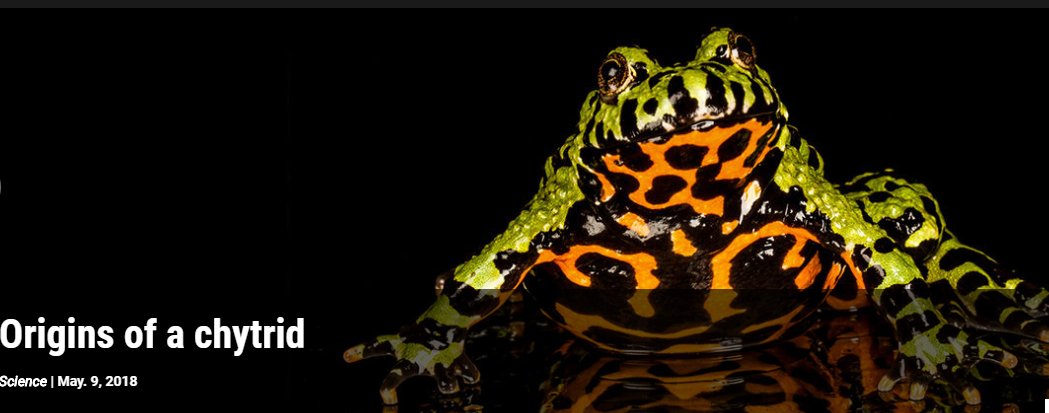 New research from @ZSLScience, @ChytridCrisis & @fisher_lab, published in @sciencemagazine, suggests #chytrid fungus (Bd) originated in East Asia, and highlights the global #amphibian trade as the major cause of #pathogen spread worldwide. Learn more here  zsl.org/science/news/g…