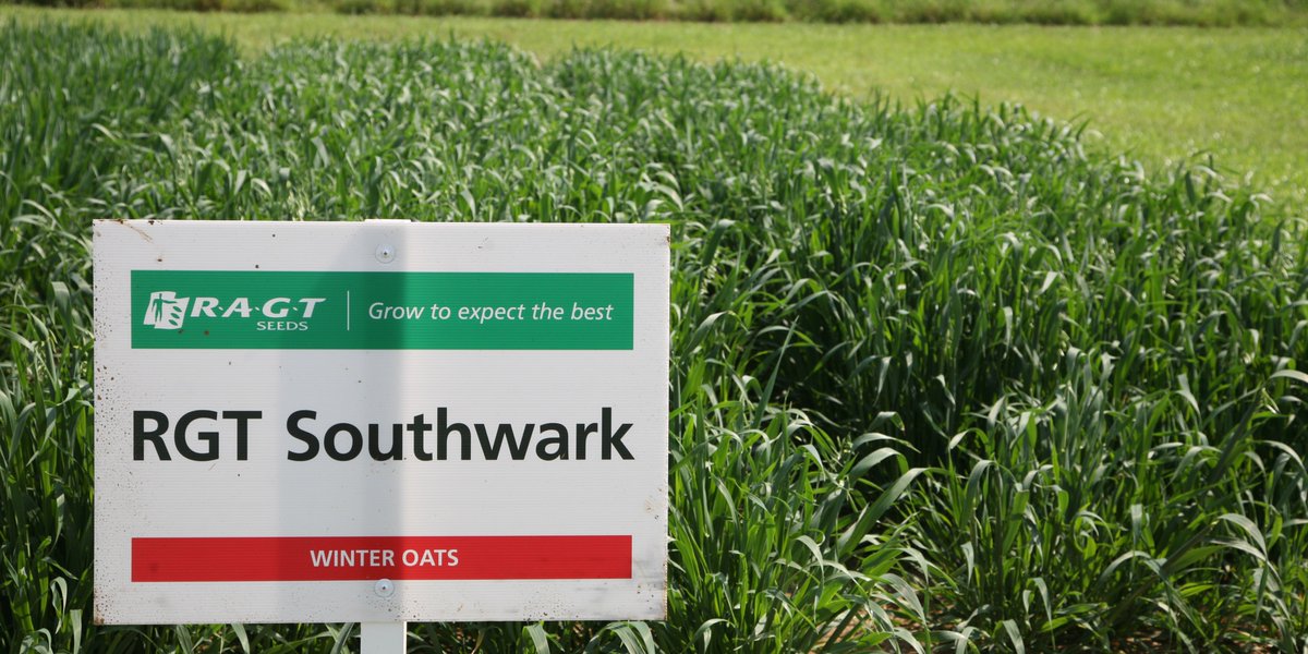 ragtseedsuk's tweet photo. The winter oat variety that's hot on the heels of RGT Victorious, RGT Southwark has equalled its performance, combining very high yields with good quality & excellent #crownrust resistance.
Grow to expect the best #oats with RGT Southwark, learn more: https://t.co/TZ7FRoTUW1 https://t.co/O7wL6ecC1T