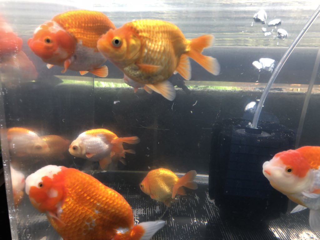 金魚屋あいこ Twitterren 今週のラインラップ らんちゅう らんちゅう型花房 三色蝶尾 桜錦 江戸錦 金魚屋あいこ Twitterren 今週のラインラップ らんちゅう らんちゅう型花房 三色蝶尾 桜錦 江戸錦