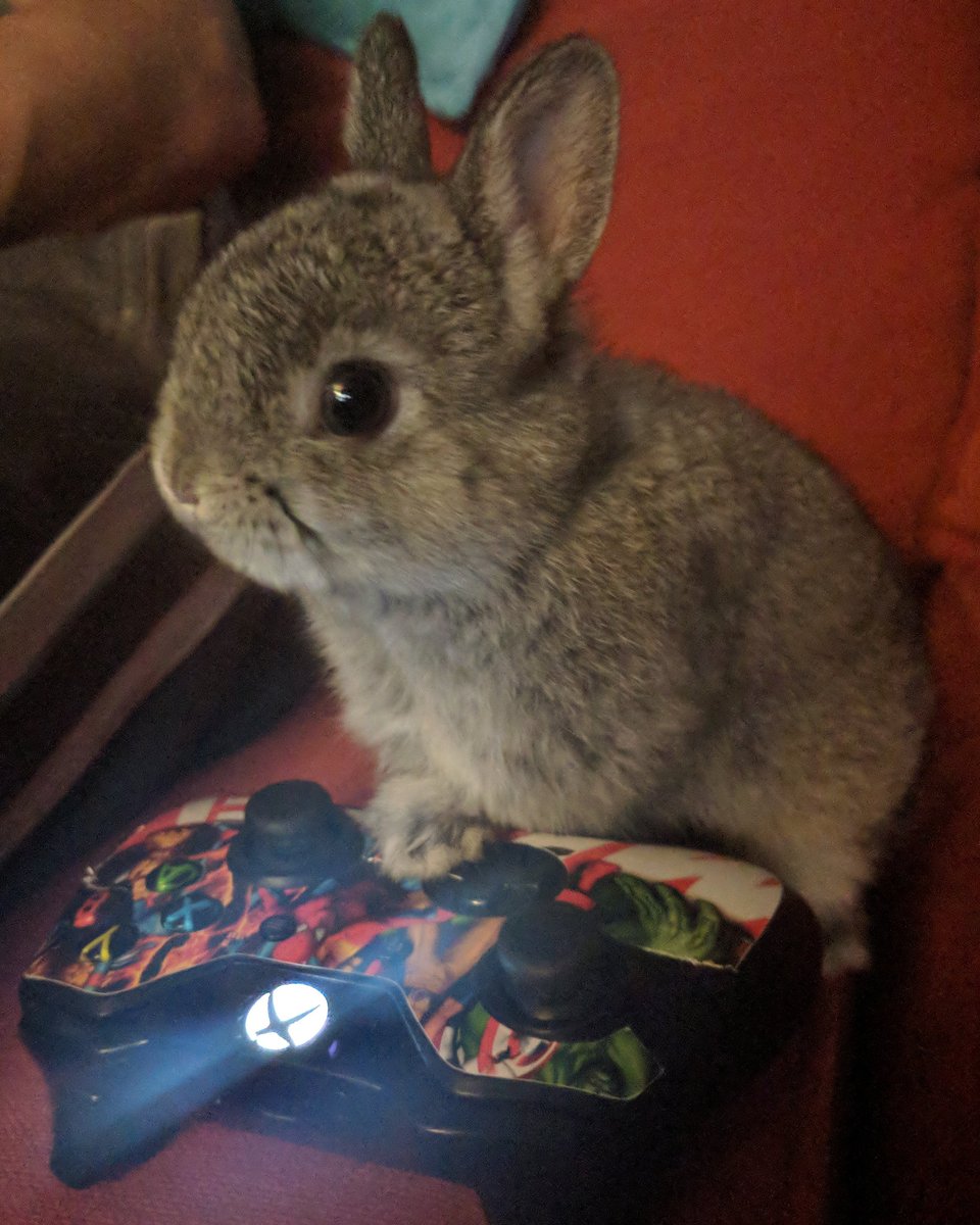 PlainJayne81's tweet photo. Now I know for sure that Skye is a perfect addition to the family.. 😂 #xboxaddict in the making.. 😂#rabbit.. #bunny.. #netherlanddwarf.. #xbox.. #photography.. #nofilter.. #googlepixel2camera.. #googlepixel2xl.. #teampixel.. 🐾 https://t.co/R0nRl2FWVn