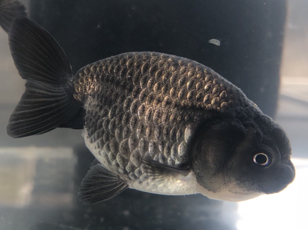 金魚屋あいこ No Twitter 今週の幼魚 自家産 京錦 江戸錦 黒モザイク江戸錦 東錦 黒らんちゅう