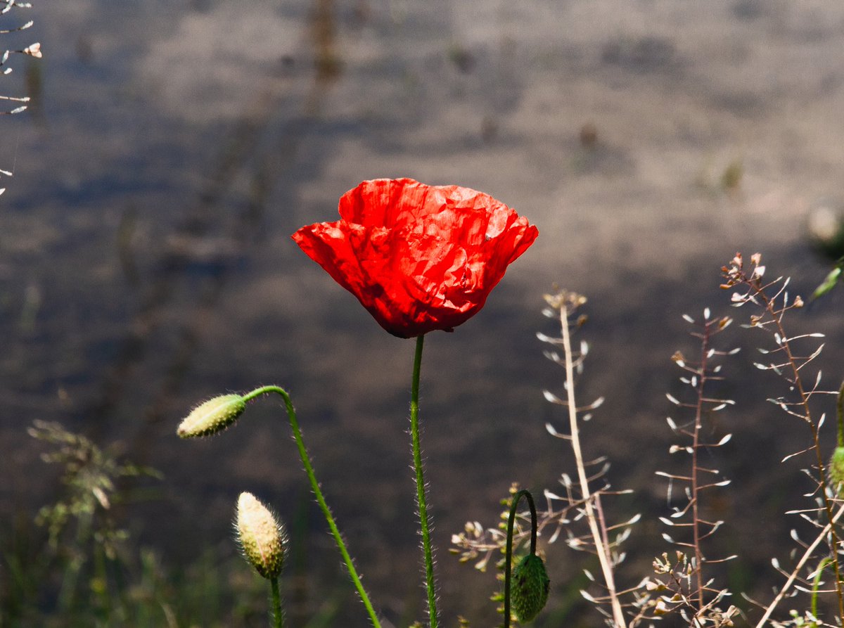 VigevanoP's tweet photo. Papaveri e Risaie

#Papaveri #risaie #Vigevano #natura https://t.co/bkvgvFW79K