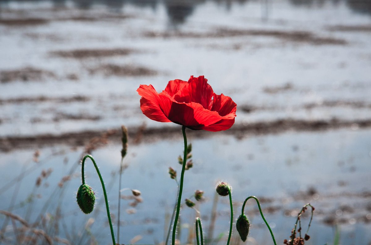 VigevanoP's tweet photo. Papaveri e Risaie

#Papaveri #risaie #Vigevano #natura https://t.co/bkvgvFW79K
