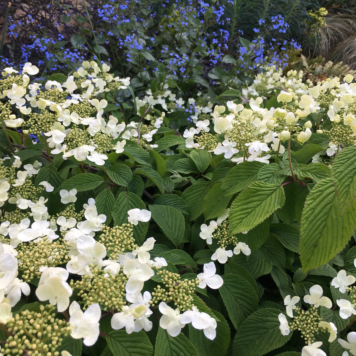 Viburnum plicata - surely one of the most beautiful small trees for lighting up a semi-shady spot #Plants #shrub #tree #gardendesign #gardeningtips #gardening #shade #lighting