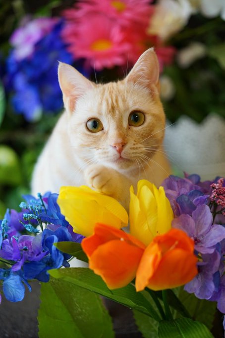 長女のアメショー
チュパリンガール。家中の毛布を濡らさなと気が済まない毛布ハンターでもあります。 