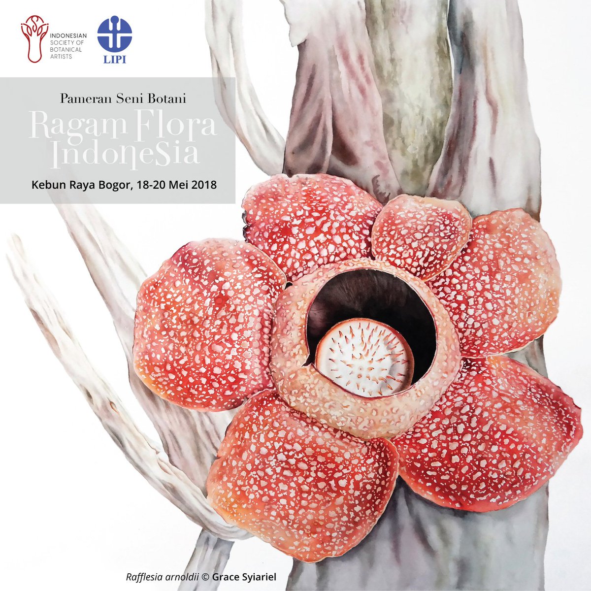 Gambar Lukisan Bunga Rafflesia | Cikimm.com