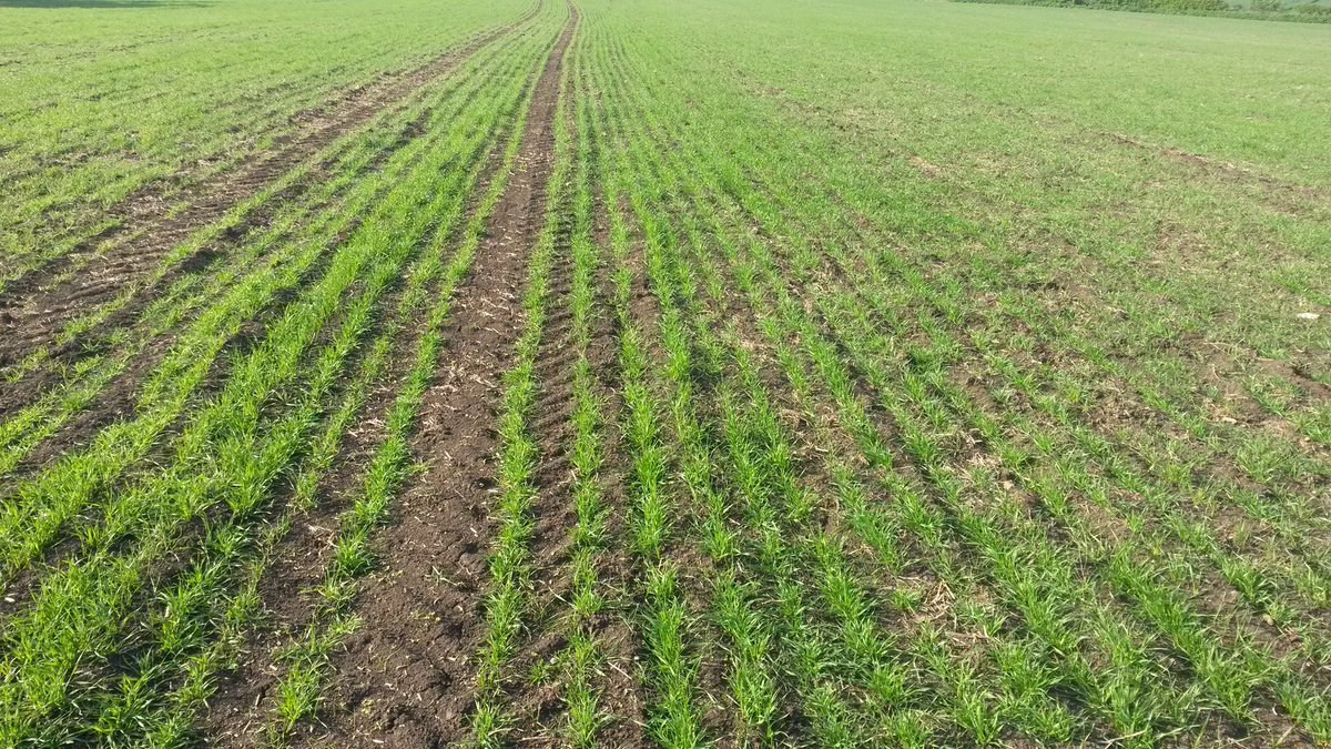 TimsDrivingSch's tweet photo. So it's said you can't grow spring crops on heavy land. Grade 4 lias clay #notill #weavingGD https://t.co/vSTsFs4uNE