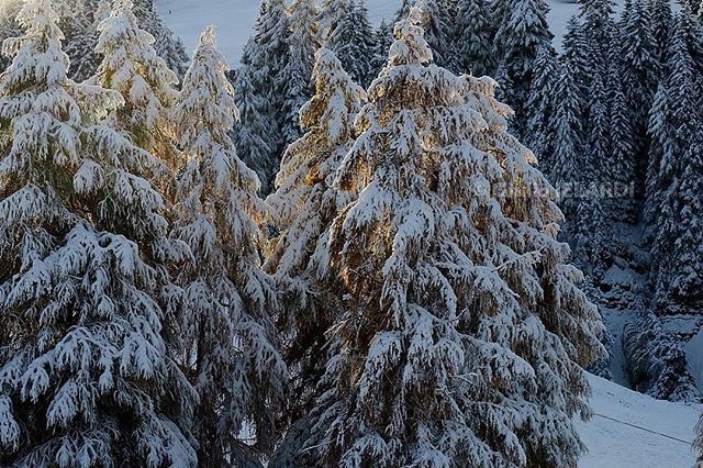 giulioielardi's tweet photo. #luce #neve #foresta #pendio #alba poche cose fanno il ritratto al mondo - sempre uguale, sempre diverso - come la #fotografianaturalistica #naturephotography #light #snow #forest #dawn #landscape #alpi https://t.co/0so2NU20tJ https://t.co/ssEMZuNJsP