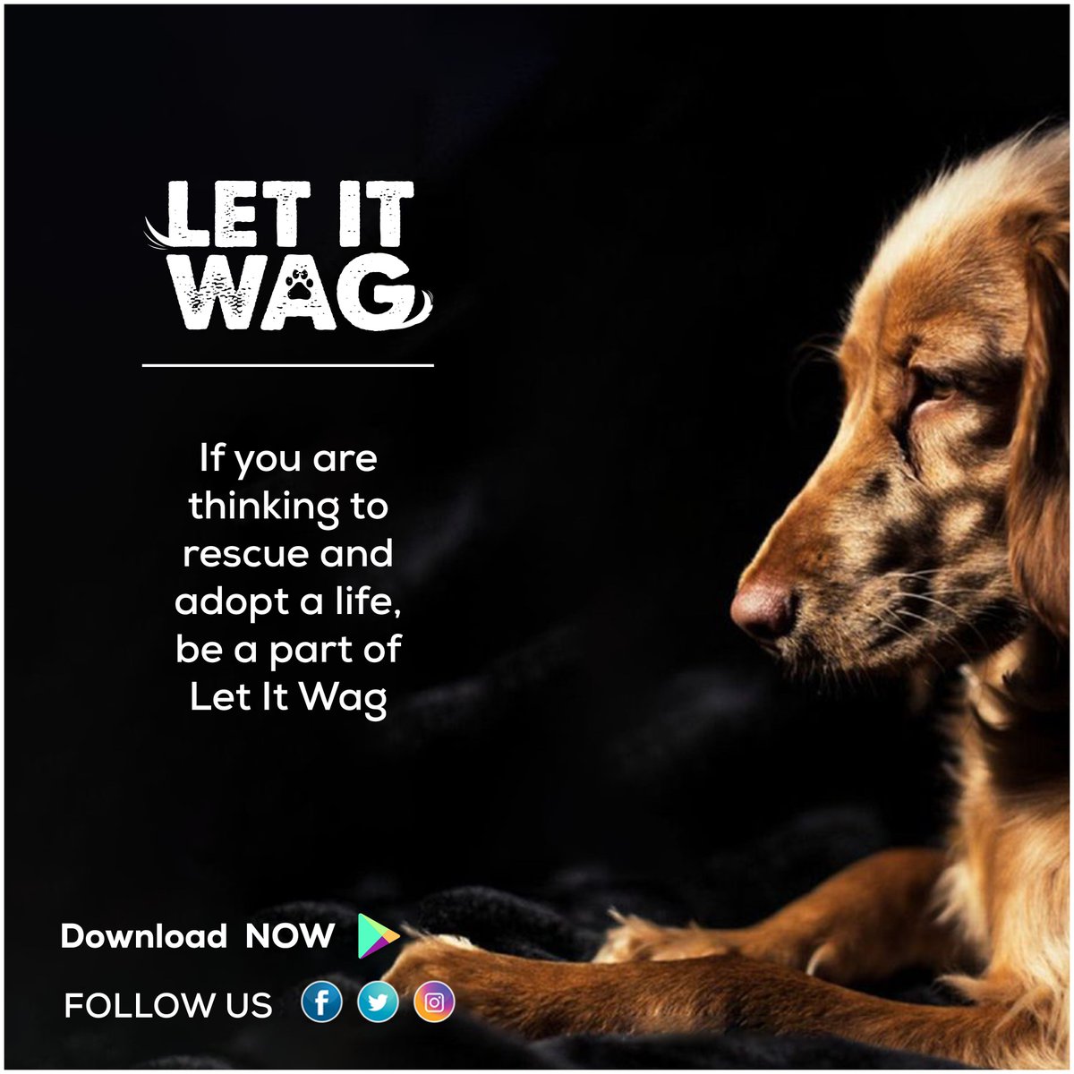 There is only one happiness in this life, to save a rescue &amp; be loved by a rescue. Be the change in the world, Rescue Animals.

Log on to bit.ly/LetItWag to save a life

#Letitwag #Supportletitwag #Adopt #Rescue #Dontharmanimals #Careforanimals #savealife  #letitwagheroes