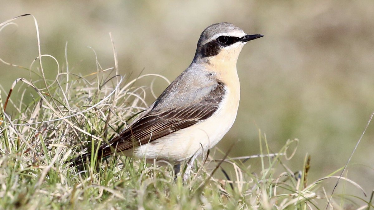 TopvanTexel's tweet photo. Deze prachtige #Tapuit kwam ik tegen tijdens een ochtendwandeling door de #Tuintjes op #Texel! Hij had geen moeite om even te poseren! @NPTexel @waarneming https://t.co/2cWawJDaAL