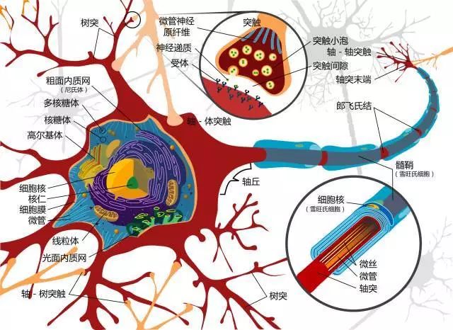 PhoenixLifeCode's tweet image. Can our brains repair itself after sustaining injuries? What makes our brain so special? Click on the following links to find out more:
中： mp.weixin.qq.com/s/sy_R6QnCc6Bd…
Eng: facebook.com/photo.php?fbid…