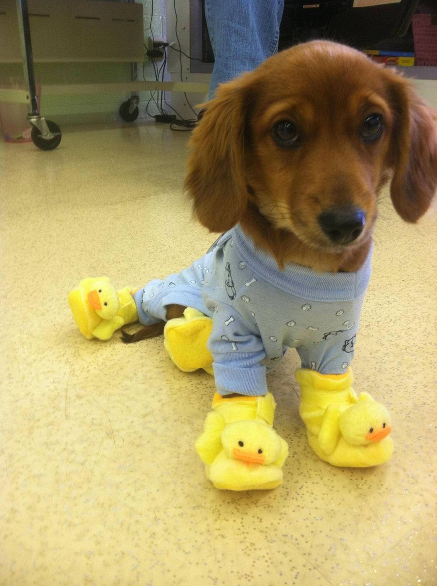 Donald_leng's tweet photo. #SlipperDay2018
A day to celebrate with our furry friends❤🔥🙌 https://t.co/GMcWg65k70