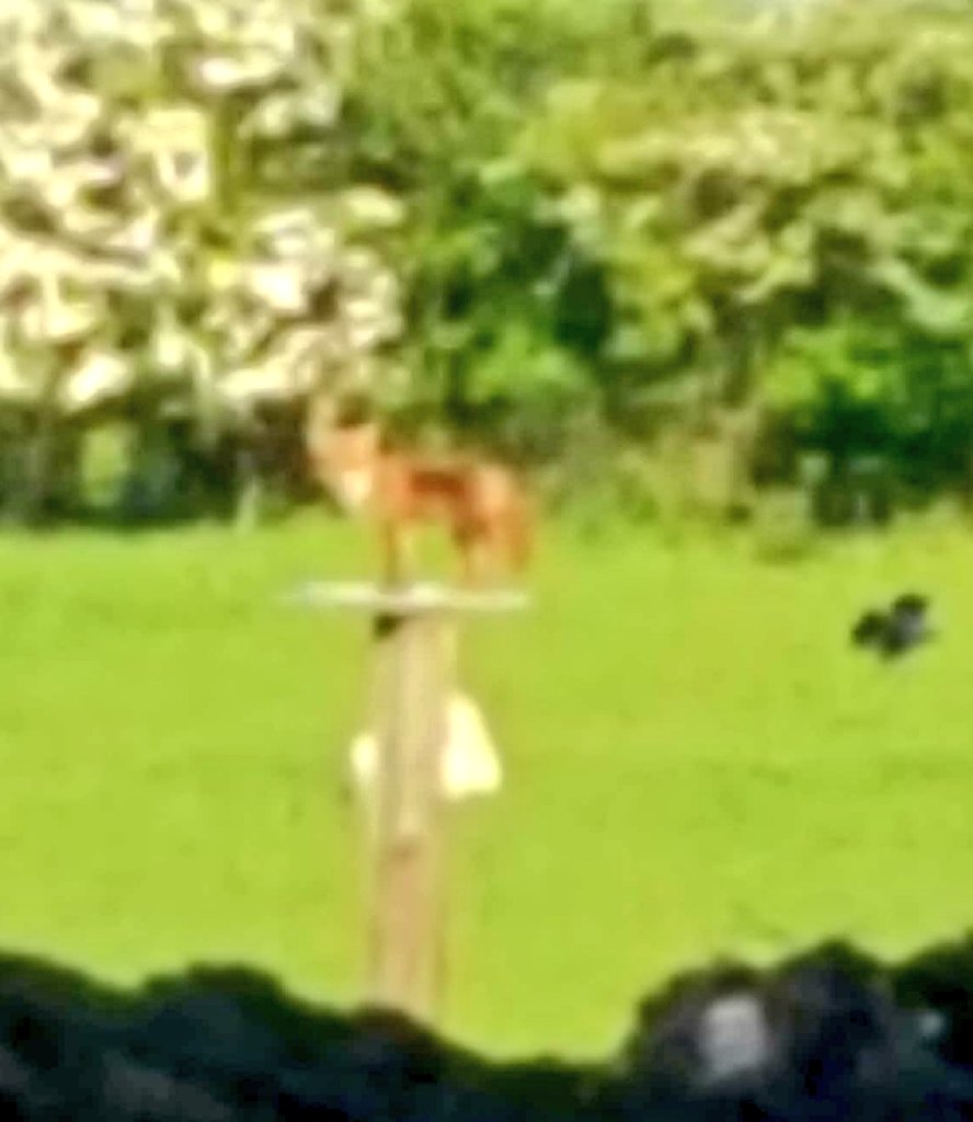 I'm not the greatest bird watcher I grant you but even I know that's not a bird on my feeding post .... is it ? Seen this morning #brazen #fox stealing from my #Owl feeder in the #SouthDowns #sheep field @downsman91 <a href="/Ranger_sdnpa/">South Downs Ranger</a> <a href="/sdnpa/">South Downs National Park</a>