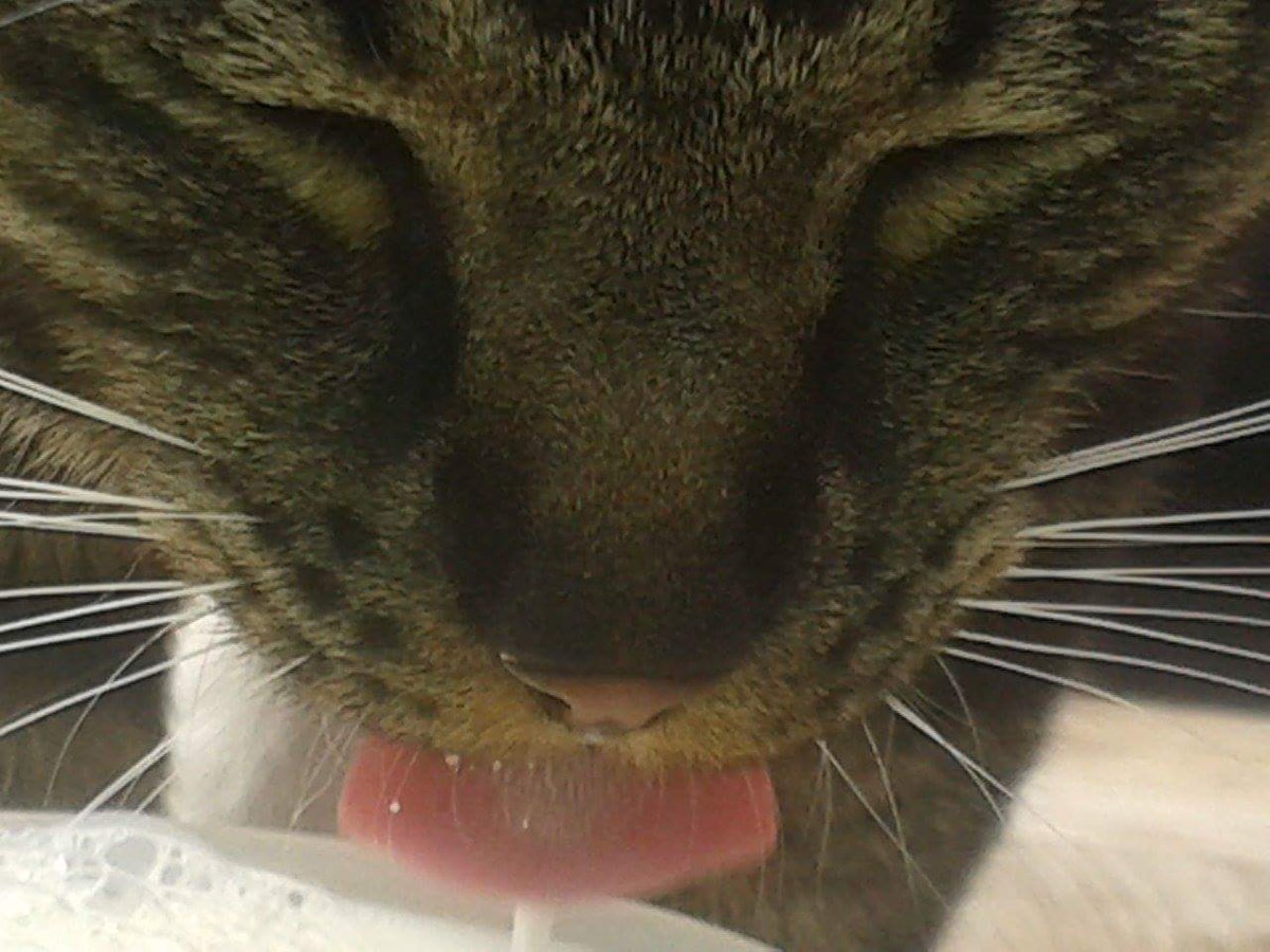 Kater_Olli's tweet photo. Mmmm https://t.co/AjTliXbRi0