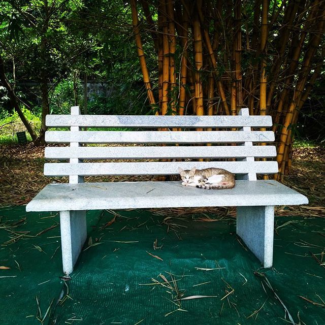 vinodvv's tweet photo. Taking rest .
.
.
.
.
 #mkexplore #shotzdelight #rsa_streetview #vscoportrait #urbanandstreet #gearednomad #uncalculated #symmetricalmonsters #quietthechaos #cats_of_instagram #catstagram #cutecat #instacat #catlove #kitten #meow #katze #catlover #catwal… https://t.co/oUvkrnFiuS https://t.co/ezBqMgpzAu