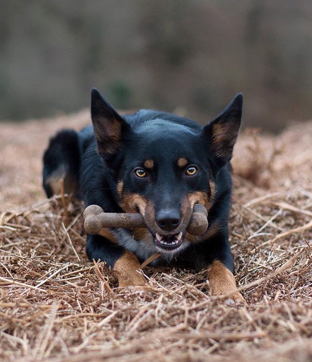 GuruPetFood's tweet photo. Itβs a happy Friday from all the Geeks and itβs a happy Friday from beautiful Bear πΆππ
Heβs tucking in to a yummy Royal Trip Bone πππ
Have you got yours yet? π¬π§
Donβt miss out they are going fast ... πππ
#TheBestForTheBest
#TripBone #MealOnTheGo https://t.co/WEqxgAqgw2
