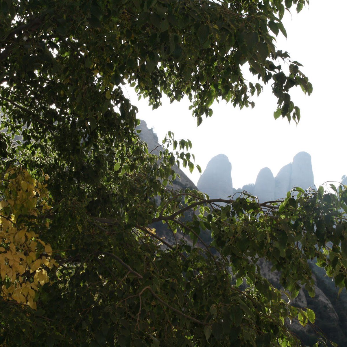 Bon dia #Montserrat! L’Aeri ja està llest pel servei 🚡👌🏻, com sempre de 9:40 a 19:00 amb viatges cada 5 minuts. Us esperem! #aeridemontserrat