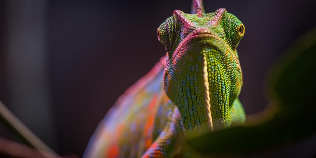 CarJohnes's tweet photo. "Your lizard brain wants to keep you in your comfort zone: safe, cozy, predictable." https://t.co/zuNog9id15 #LizardBrain #AlchemyThree https://t.co/X3X5oc3SIz