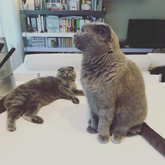 TGIF! 😍
#biagioematilde #biagiothecat #matildelapeste #catlover #catsofinstagram #yesweekend ift.tt/2It3KIN