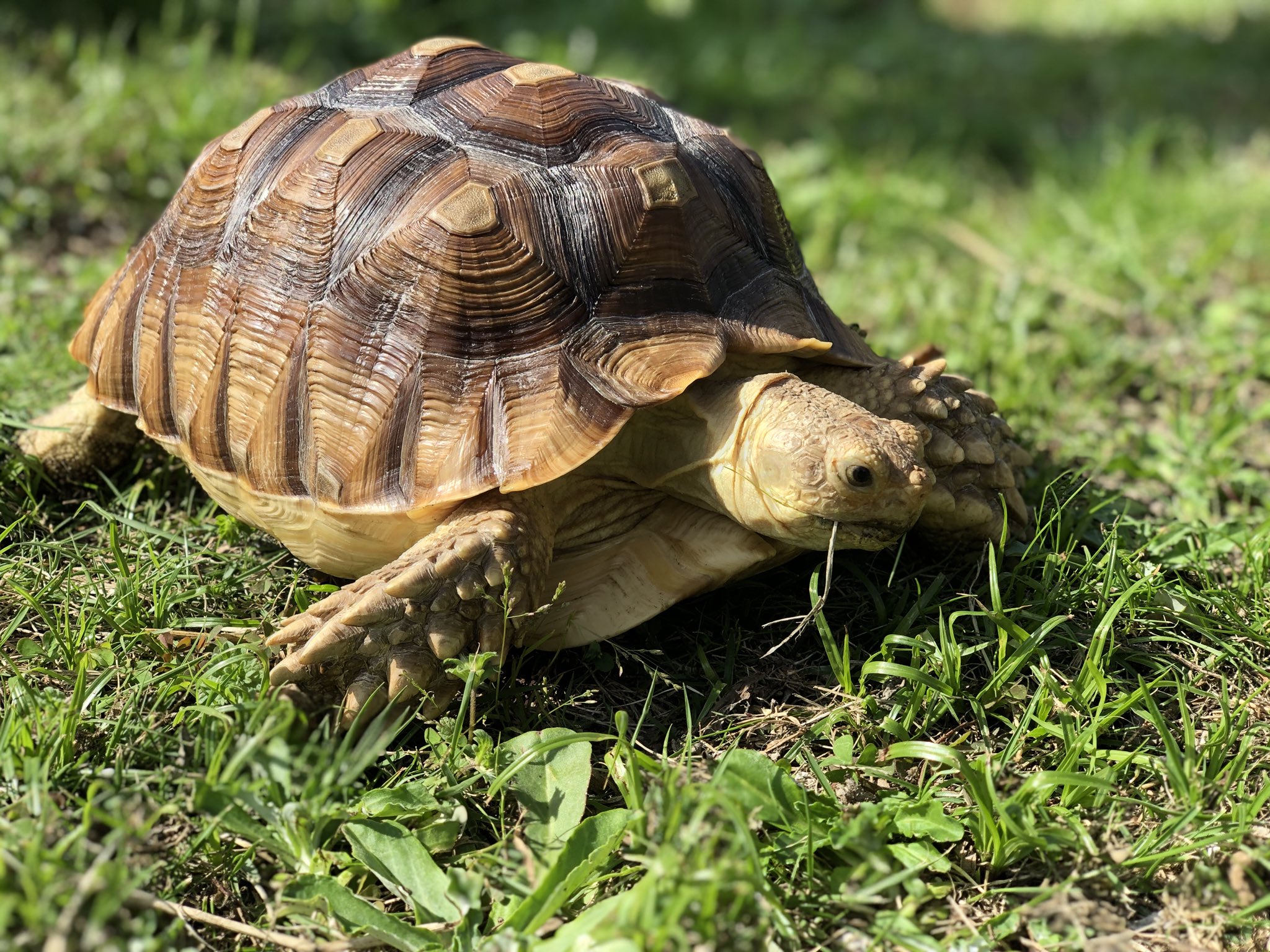 げんさんとガルー 亀可愛いよ亀 ケヅメリクガメ T Co Hizliuryav Twitter