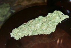 kushhunter111's tweet photo. Yea it’s new and it’s fresh it’s sweet and it’s #dank come and get #high with me and let’s share #HighThoughts let’s not miss this #hightimes https://t.co/1zbQ44BNqK
