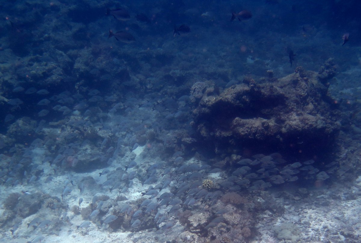 DiseaseMatters's tweet photo. Can you count how many fish are in this picture? - epic shoal spotted from the short drop off in Palau https://t.co/qbaIqKSkYg