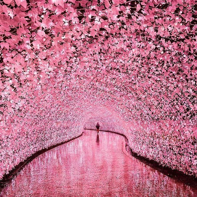BrideMinded's tweet image. #prestonbailey The Cherry Blossom Path in MIE JAPAN looks like what I imagine heaven looks like #cherryblossom #beautifulcherryblossoms🌸🌸 #japan #mie #exquisitenature #naturelovers @prestobailey ift.tt/2ryg54E