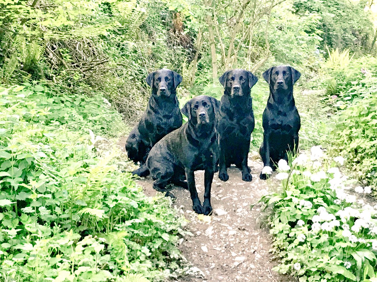 CricketyDevon's tweet photo. Beautiful walk along the River Avon today with these handsome boys #southhams #SouthDevon https://t.co/stxrgi59hj