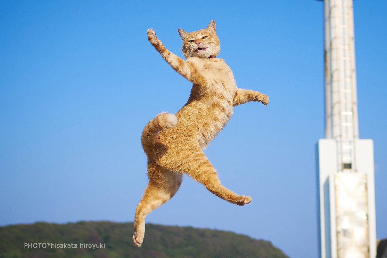 久方 広之 のら猫拳 二度と撮れない写真を貼れ 背景や条件もだけど 何より猫のダイナミックなポーズとコミカルな表情が再現 できない T Co Ud8jbn6x6l Twitter