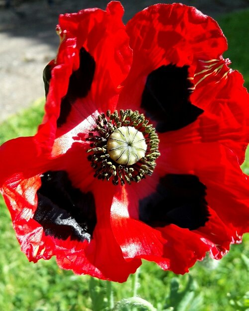 We absolutely love this new addition to our garden #ladybirdpoppy 🐞