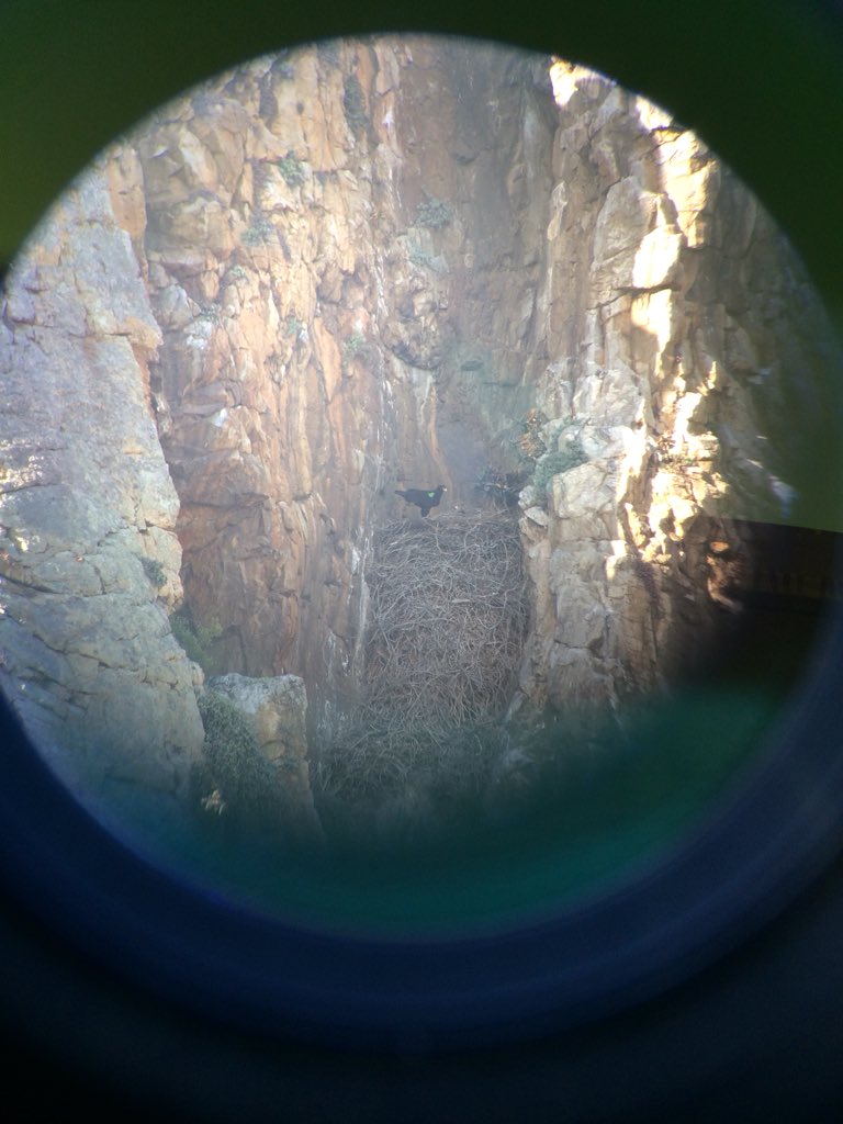 Meg_Murg's tweet photo. The breeding season has begun! Here is Lucy (GPS tagged female) and her partner (with a green patagial tag) having a meeting at the nest ๐ฅ #fitztitute #excitingtimes #incubation https://t.co/KqsJwACNGx