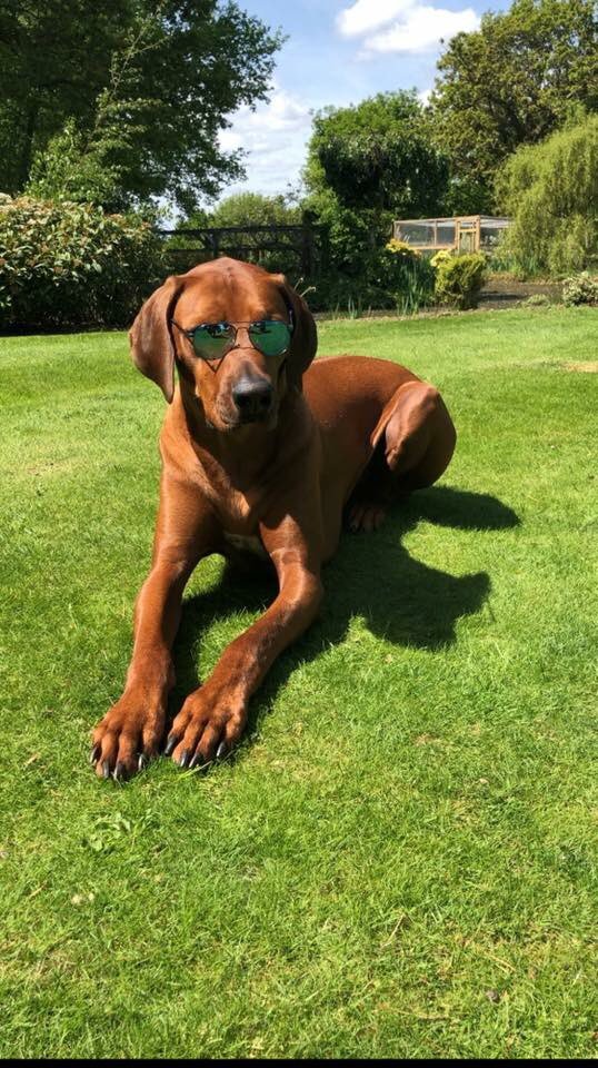 benfitter's tweet photo. #dogsinshades https://t.co/D3cB6z5Kfi