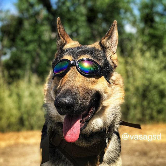 VasaGSD's tweet photo. Tried out my new shades for the first time. I wasn't a big fan. Dad says I'll get used to them. Mom says they're too small for my big melon of a head. 😂
#vasagsd
.
.
#ilovegermanshepherds #germanshepherdofinstagram #germanshepherddog
#germanshephe… https://t.co/3dm62aGMO0 https://t.co/e3kpohE8Z5